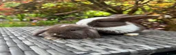 Mini Lop rabbits for sale: Super Friendly Pure Bred Mini Lop Bunnies - Advert 2