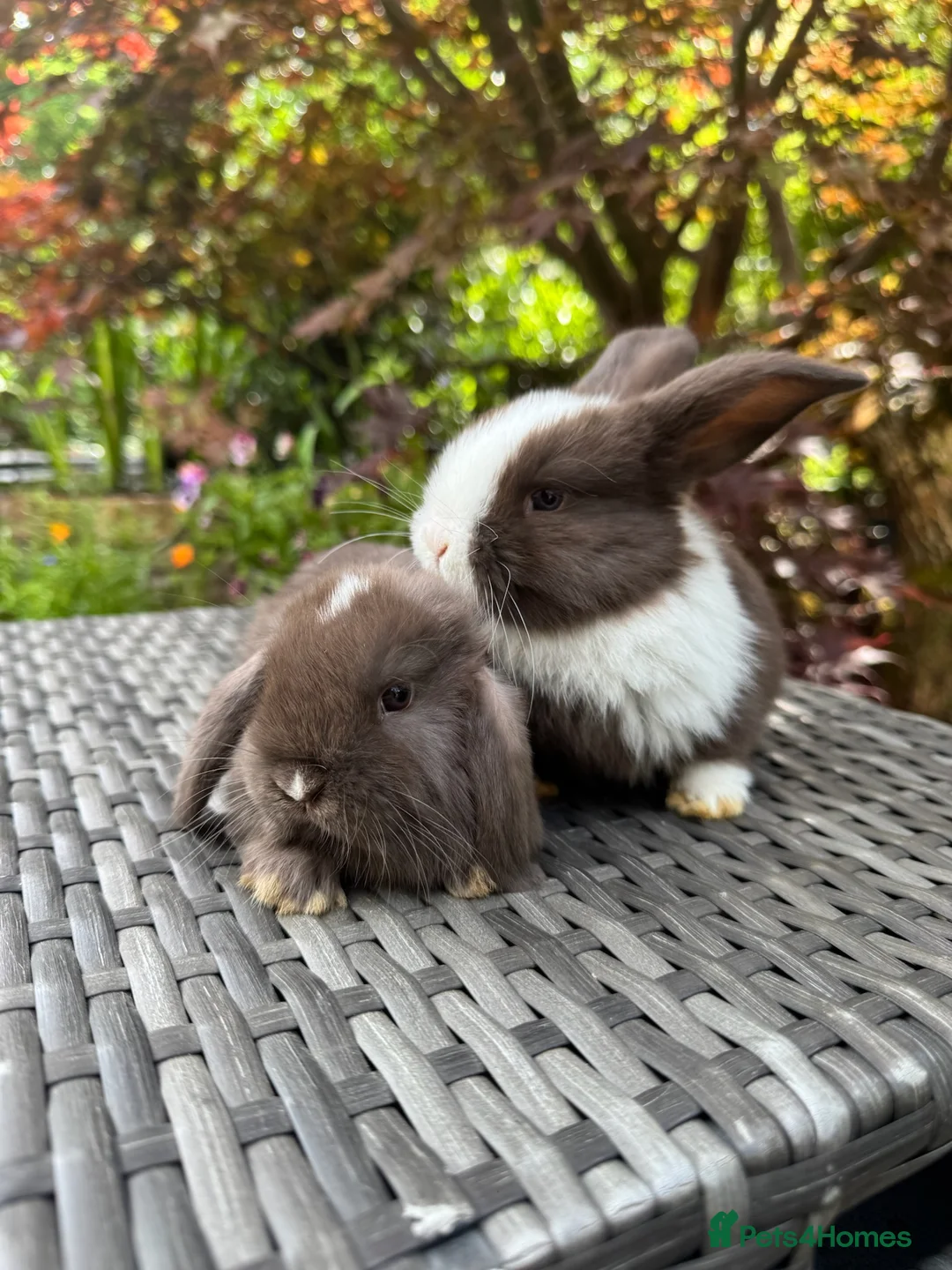 Mini Lop rabbits for sale: Super Friendly Pure Bred Mini Lop Bunnies - Advert 2