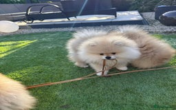 Pomeranian dogs for sale: Kc reg Pomerania  - Image 6
