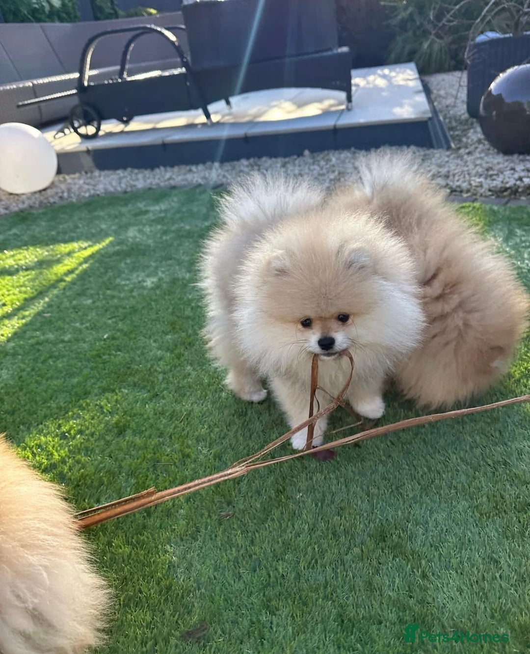 Pomeranian dogs for sale: Kc reg Pomerania  - Image 6