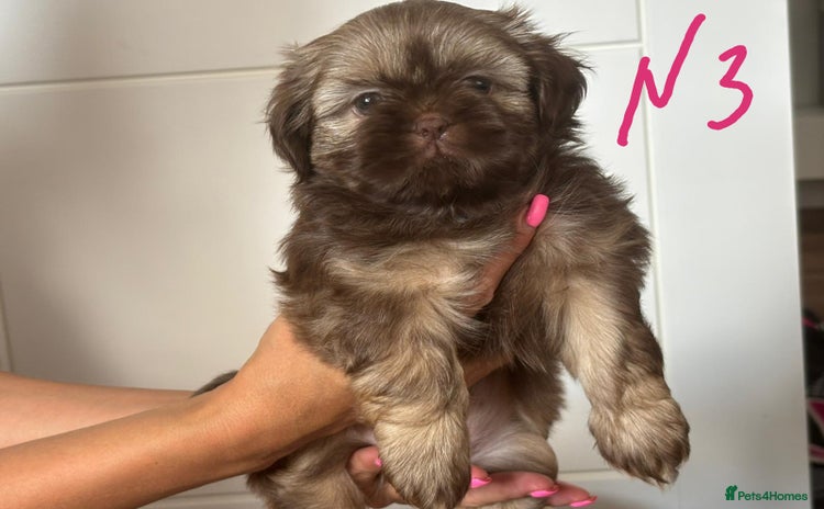 Shih Tzu dogs - Advert 2
