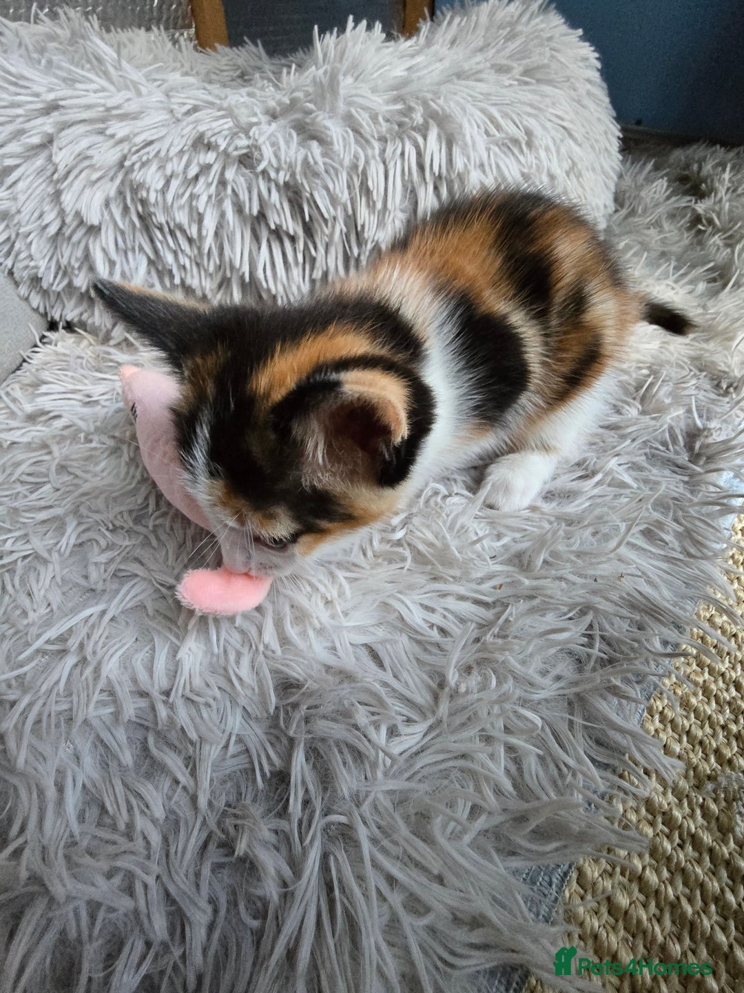 Mixed Breed cats for sale: Premium kittens ready to find their new homes - Image 13