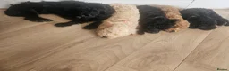 Schnoodle dogs for sale: 🐶 F2 Schnoodles READY NOW for their new Homes 🐶 - Advert 6