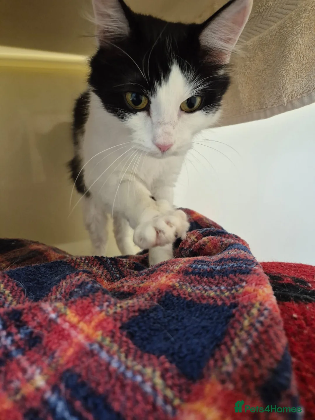 British Longhair cats for sale: 1 2 year old female domestic longhair - Advert 4