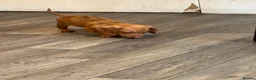 Dachshund dogs for sale: Dachshund puppies - Advert 3