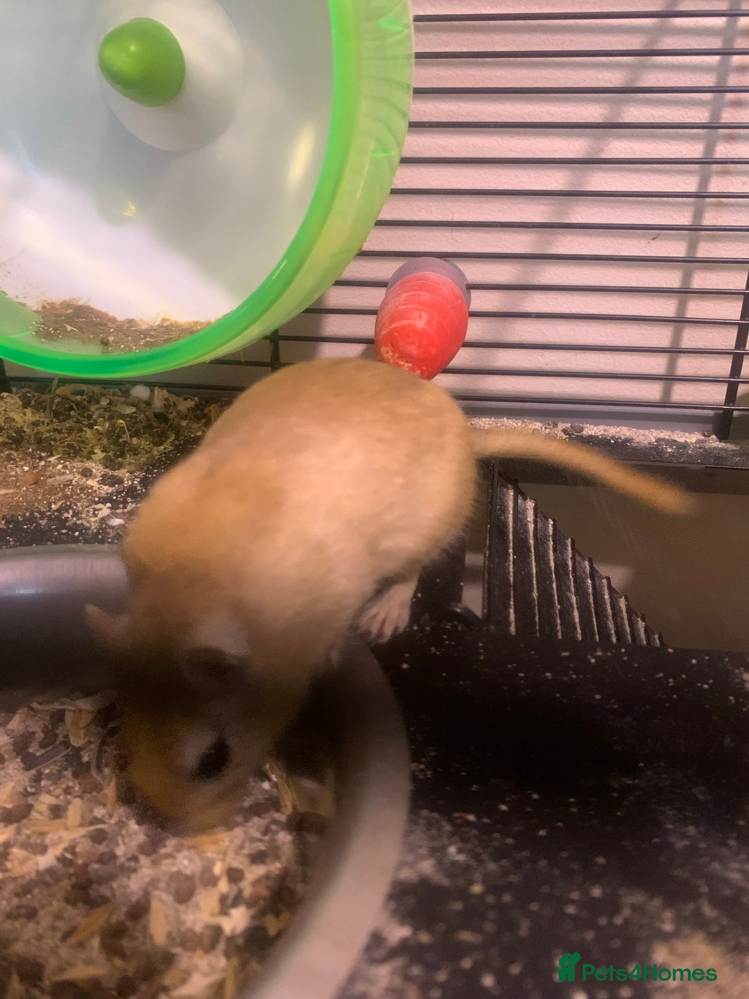 Gerbil rodents for sale: 3 male gerbils - Image 11