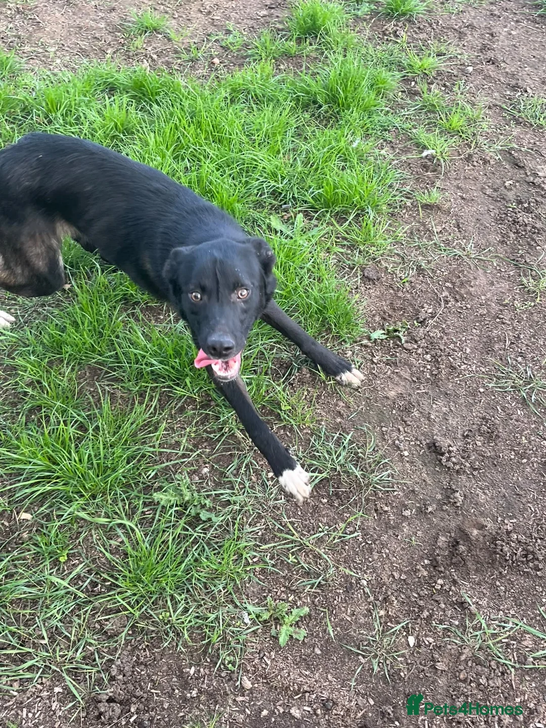 Mixed Breed dogs for sale: Belgian Malinois bitch+ mali cross pups in York - Advert 2