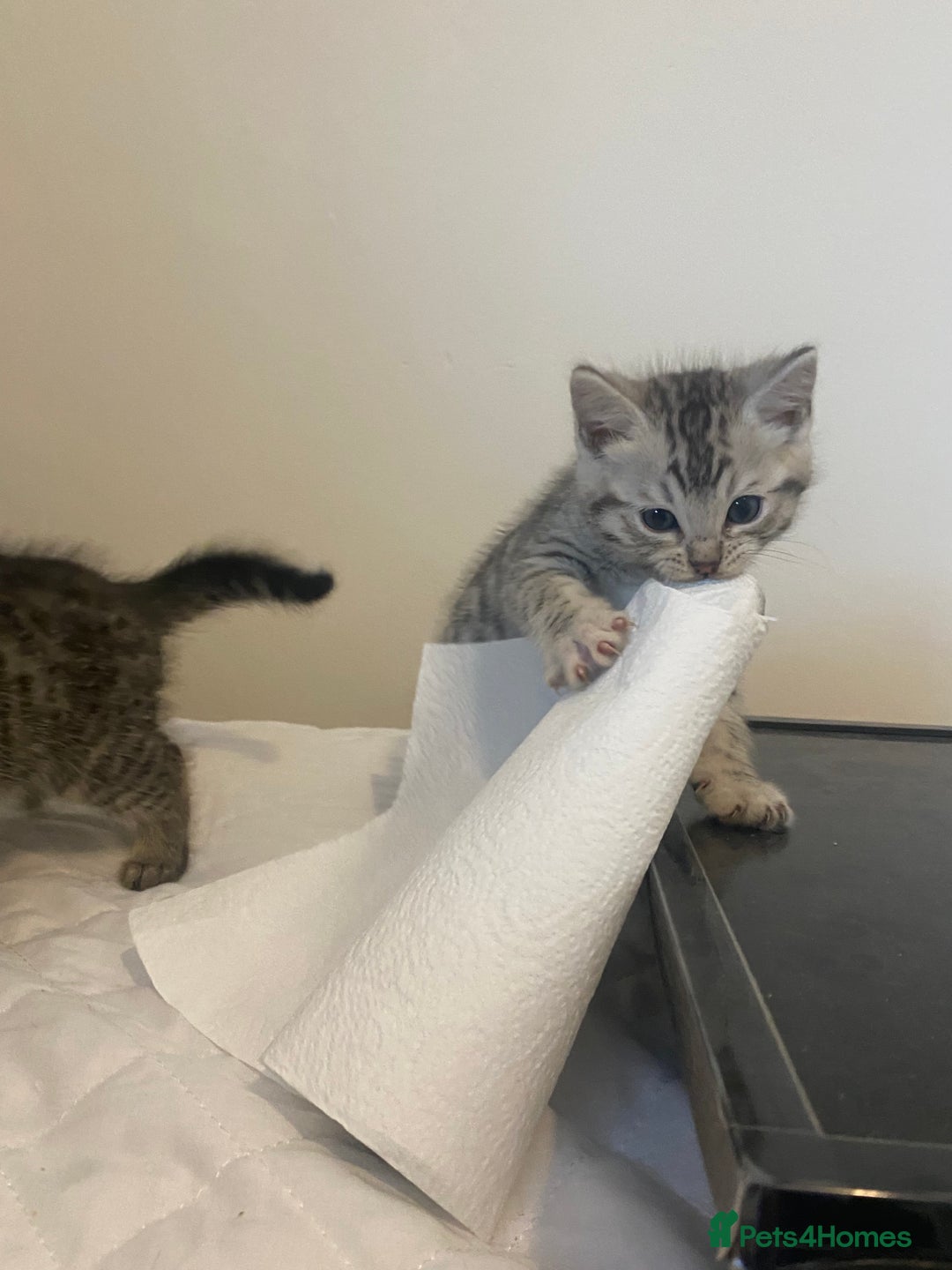 Mixed Breed cats for sale: Ragdol x bengal  - Advert 12