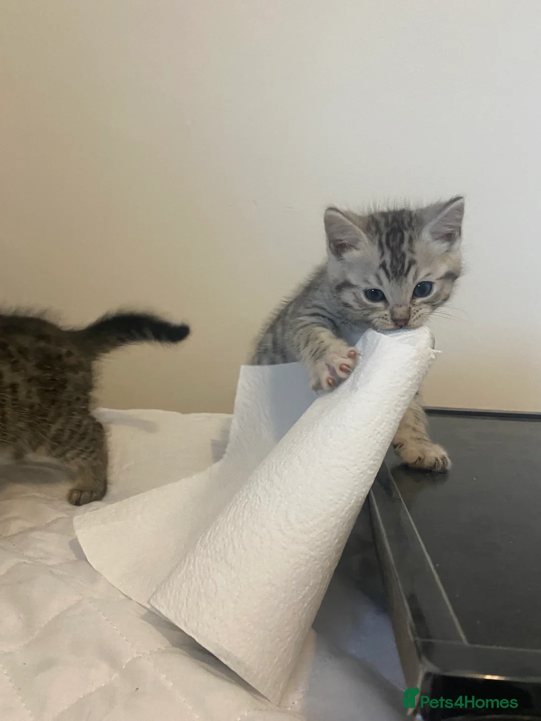 Mixed Breed cats for sale: Ragdol x bengal 2 left  - Advert 12