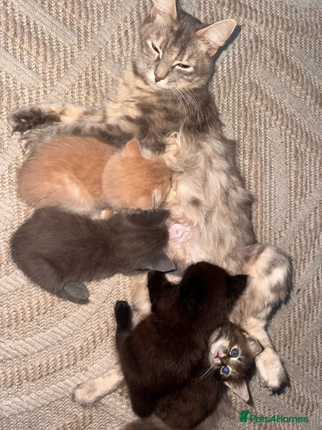 Mixed Breed cats for sale: 4 beautiful kittens  - Advert 2