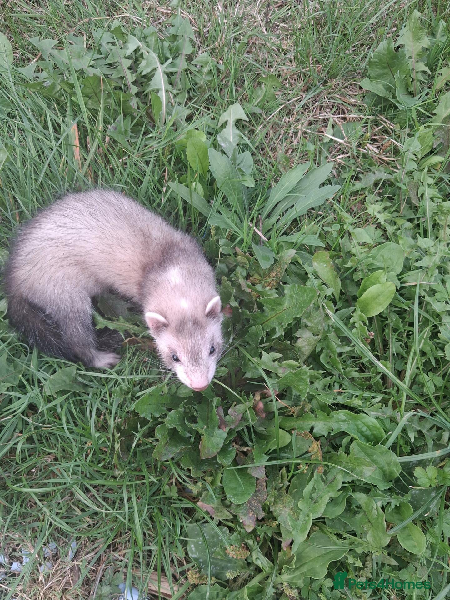 Ferret rodents Ferrets for sale - Advert 4