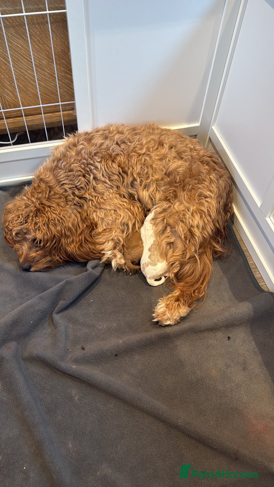 Cavapoo dogs for sale: Cavapoo puppies for sale - Advert 6