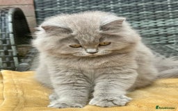 British Shorthair cats for sale: REDUCED - Image 1