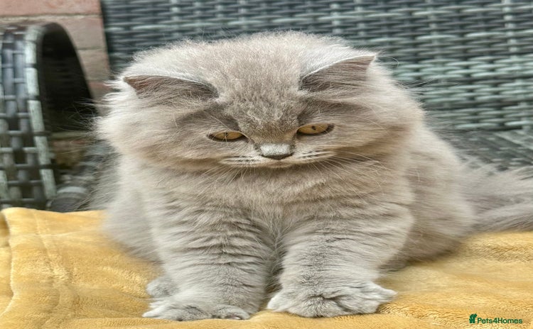 British Shorthair cats - Advert 15