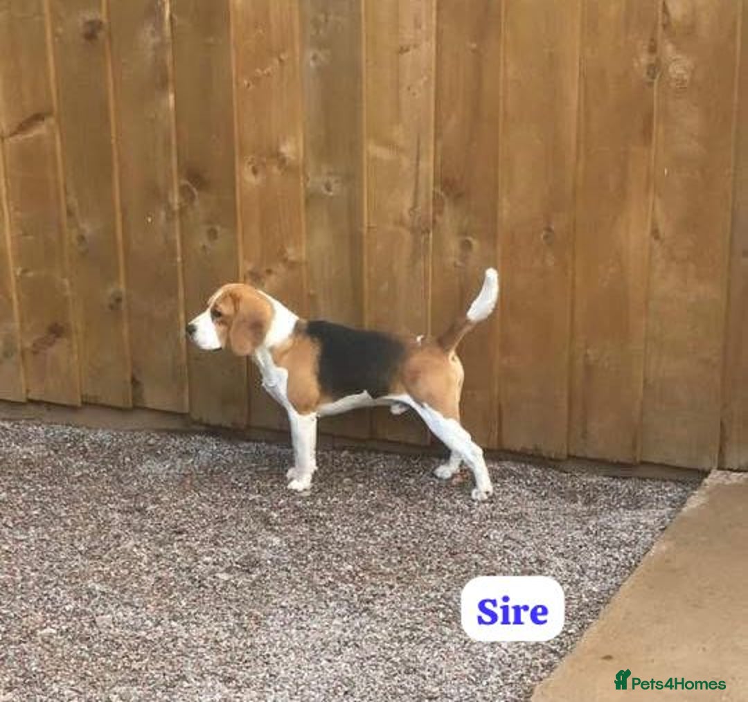 Beagle dogs for sale: ** STUNNING KC 5 GEN TRI COLOUR BEAGLEPUPS ** - Image 12