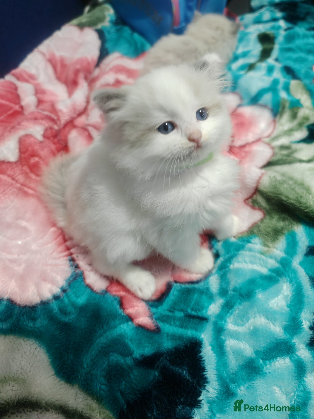 Ragdoll cats for sale: Beauty fluffy ragdoll kittens  - Advert 8