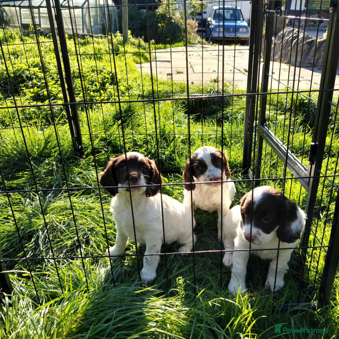 English Springer Spaniel dogs for sale: KC Working bred English Springer Spaniel pups - Image 9