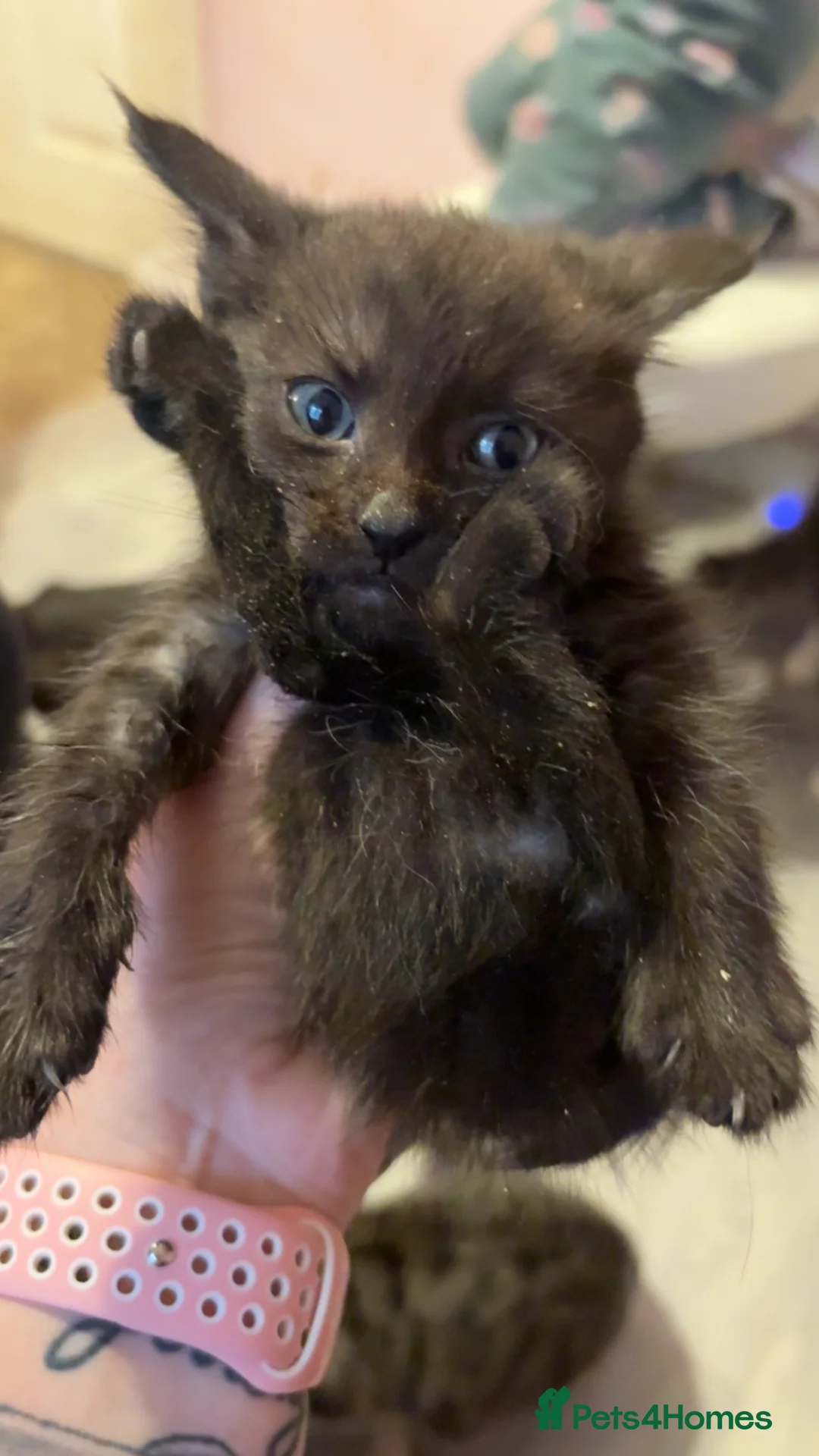 Maine Coon cats for sale: Maine coon x kittens  - Advert 1