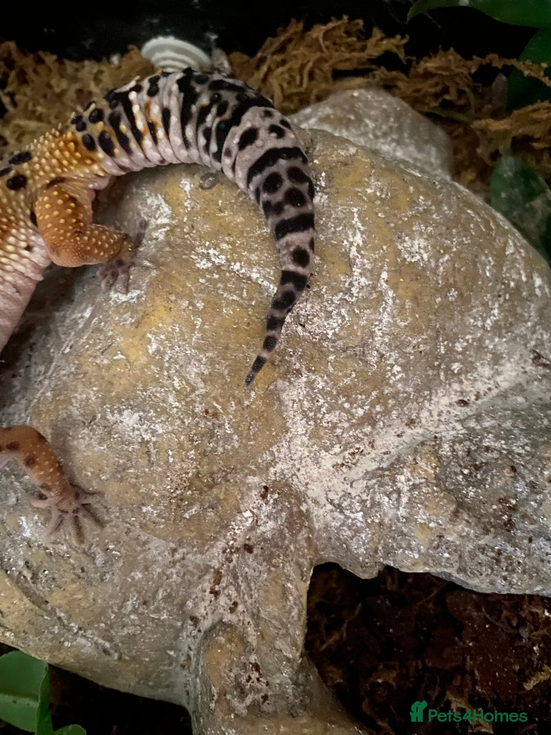 Leopard Gecko reptiles for sale: leopard gecko  - Image 2