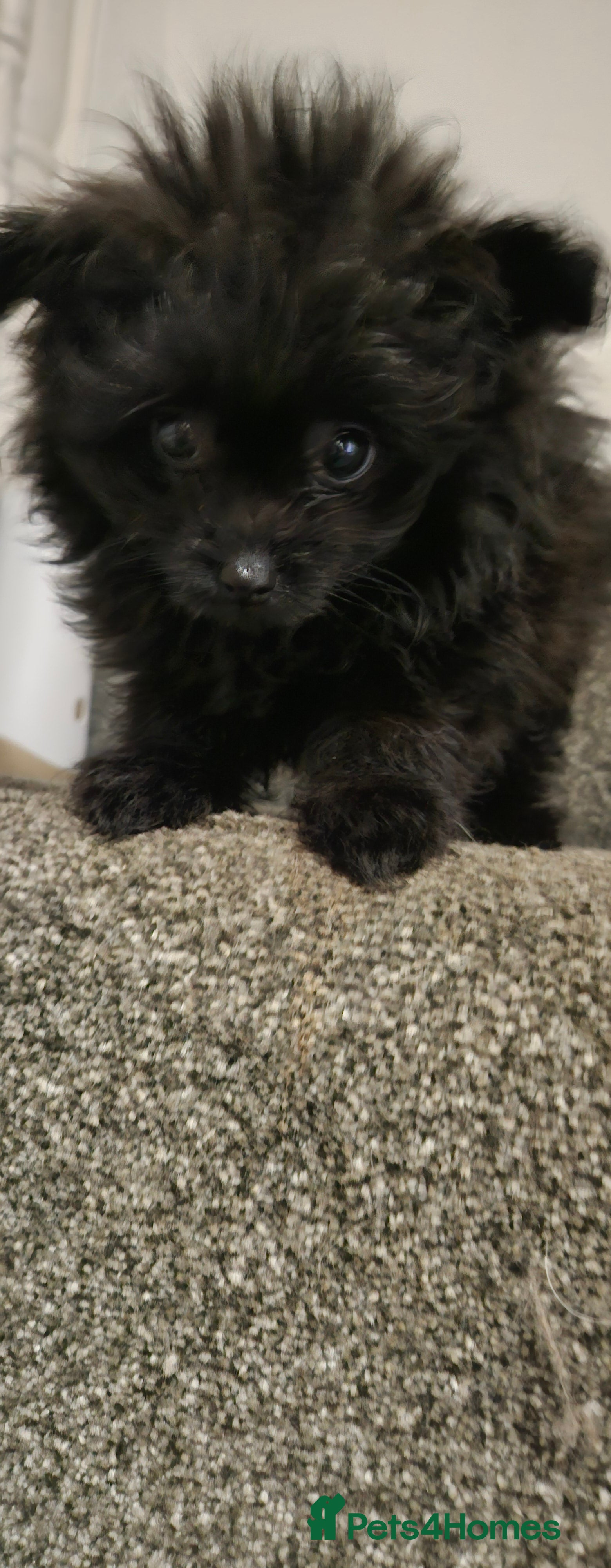 Pomapoo dogs Pompoo puppy  - Advert 6