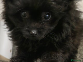 Pomapoo dogs Pompoo puppy - Advert 3