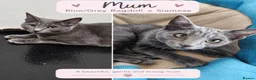 Mixed Breed cats for sale: Beautiful Siamese Cross Kittens – Lilac Point Dad in Cardiff - Advert 6