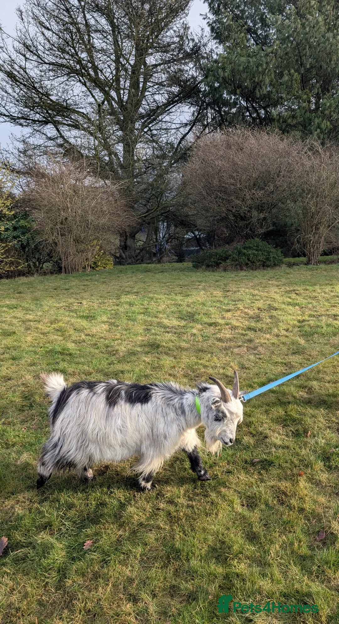 Goats livestock for sale: Pigmy Goats - Advert 3