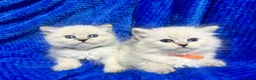 Siberian cats for sale: 💎💎GCCF Siberian Neva Masquerade Kittens💎💎 - Advert 14