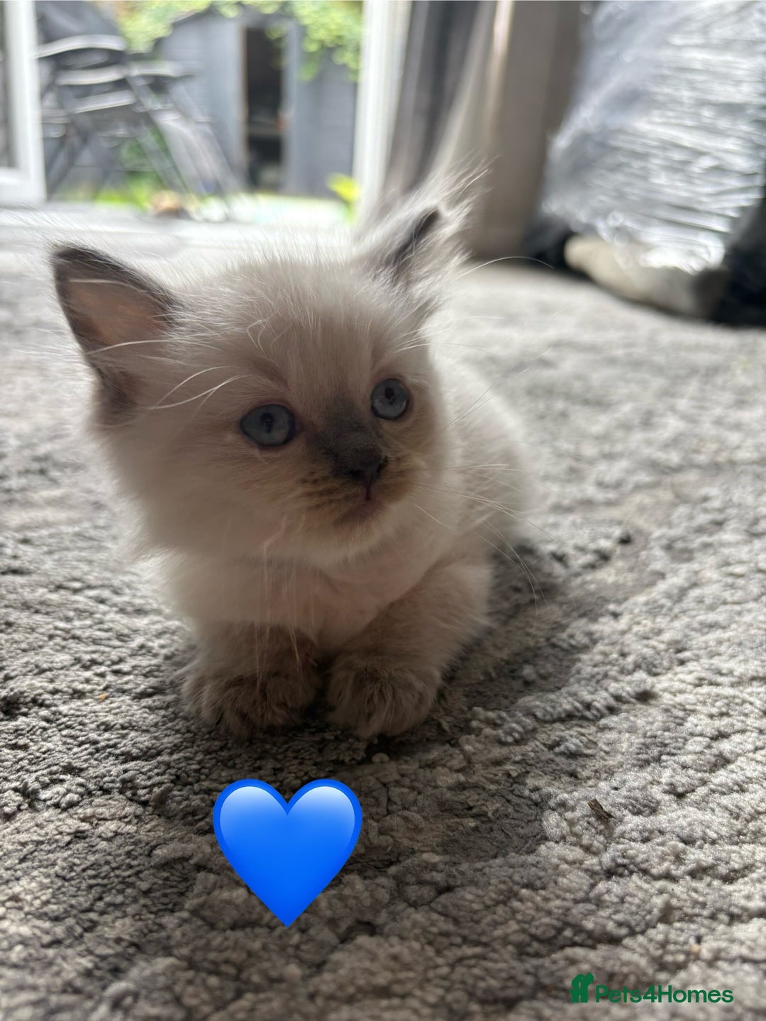 Ragdoll cats for sale: 4 male blue point ragdolls - Image 9