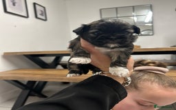 Lhasa Apso dogs for sale: Lhasa apso puppies  - Image 7