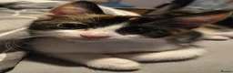 Domestic Shorthair cats for sale: 5 beautiful lovely kittens 🐾🐾 in Boston - Advert 14