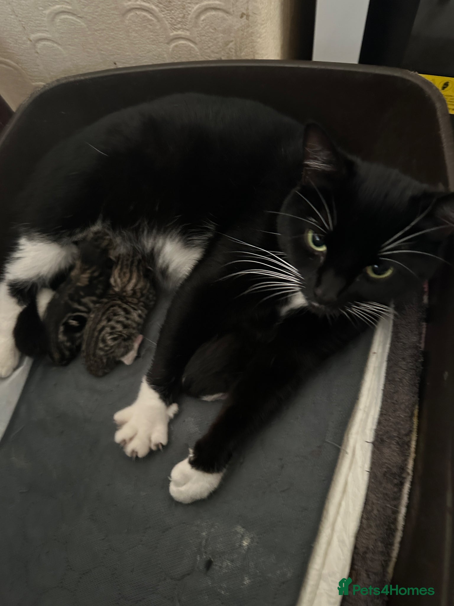 Mixed Breed cats for sale: THREE ADORABLE KITTENS, London - Advert 1