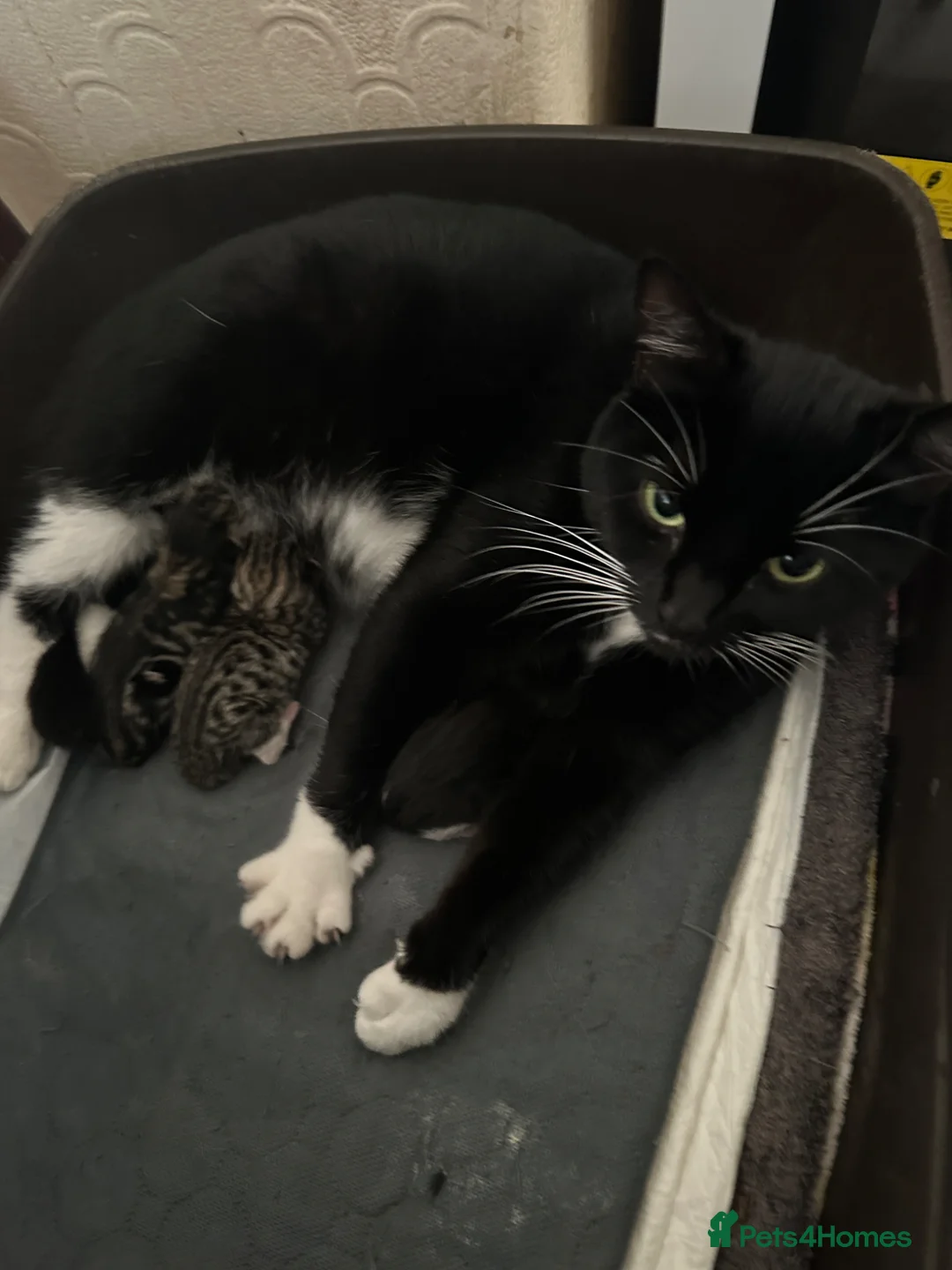 Mixed Breed cats for sale: THREE ADORABLE KITTENS, London in London - Advert 1