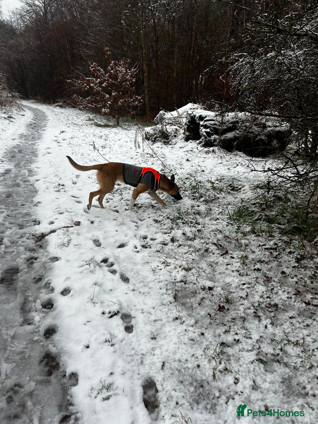 Mixed Breed dogs for sale: Manel - Image 10