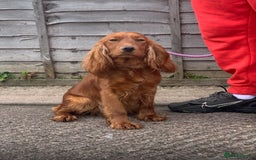 Cockapoo dogs for sale: Beautiful f1 cockapoos ready now - Image 23