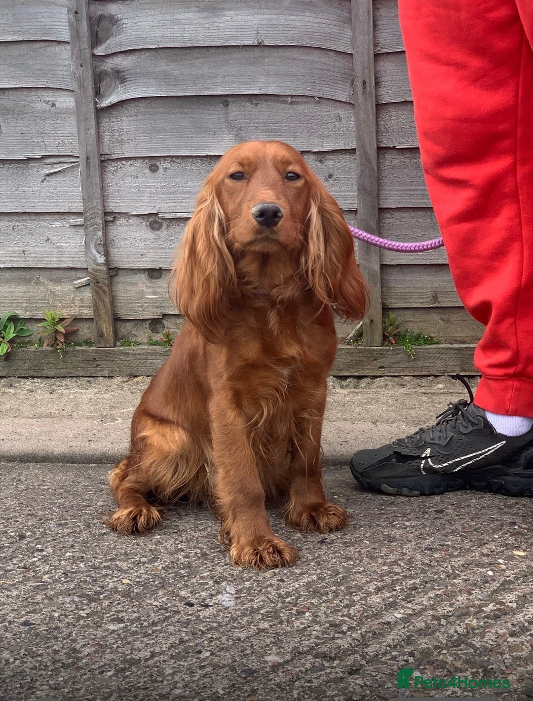 Cockapoo dogs for sale: Beautiful f1 cockapoos ready now - Image 23