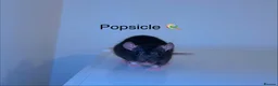 Rat rodents for sale: Beautiful baby rats  in Chelmsford - Advert 4