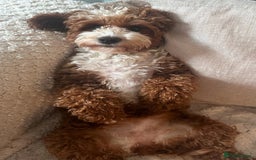Cockapoo dogs for sale: LAST GORGEOUS RED TOY COCKAPOO PUPPY -  £1850 - Image 6