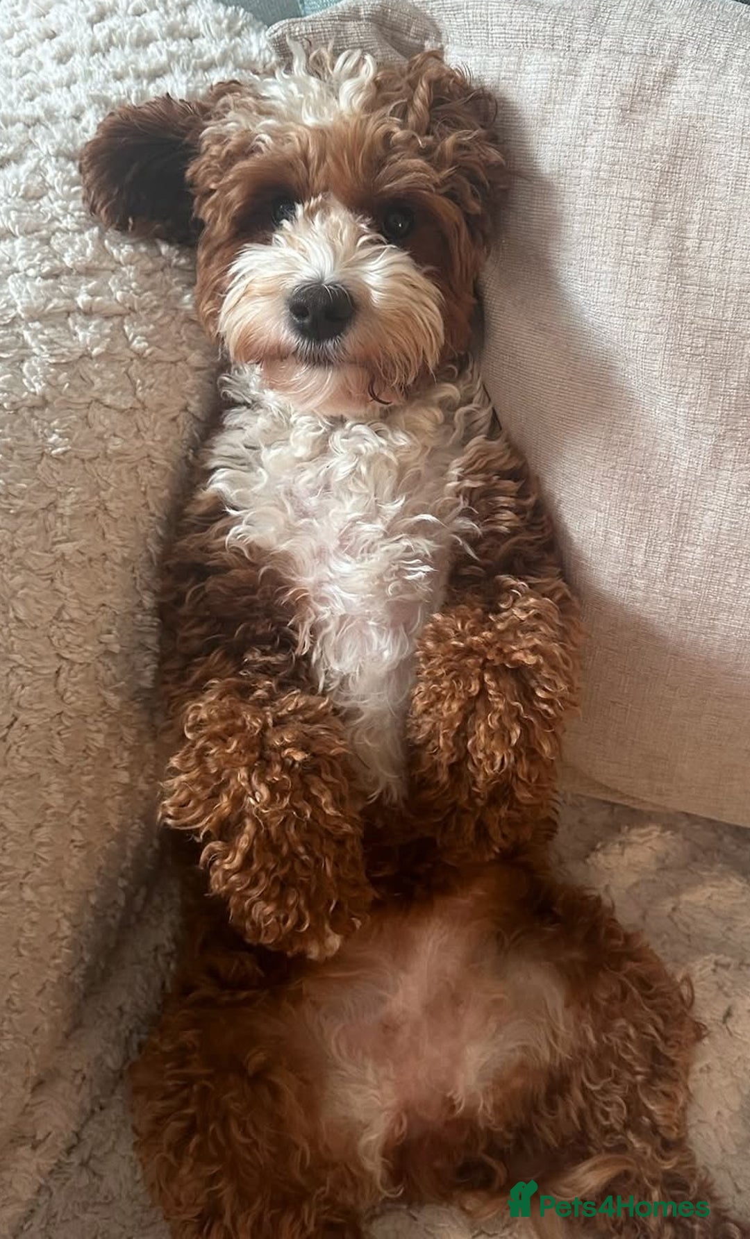Cockapoo dogs for sale: LAST GORGEOUS RED TOY COCKAPOO PUPPY -  £1850 - Image 6