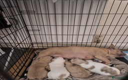 French Bulldog dogs for sale: Franch Bulldog - Image 2