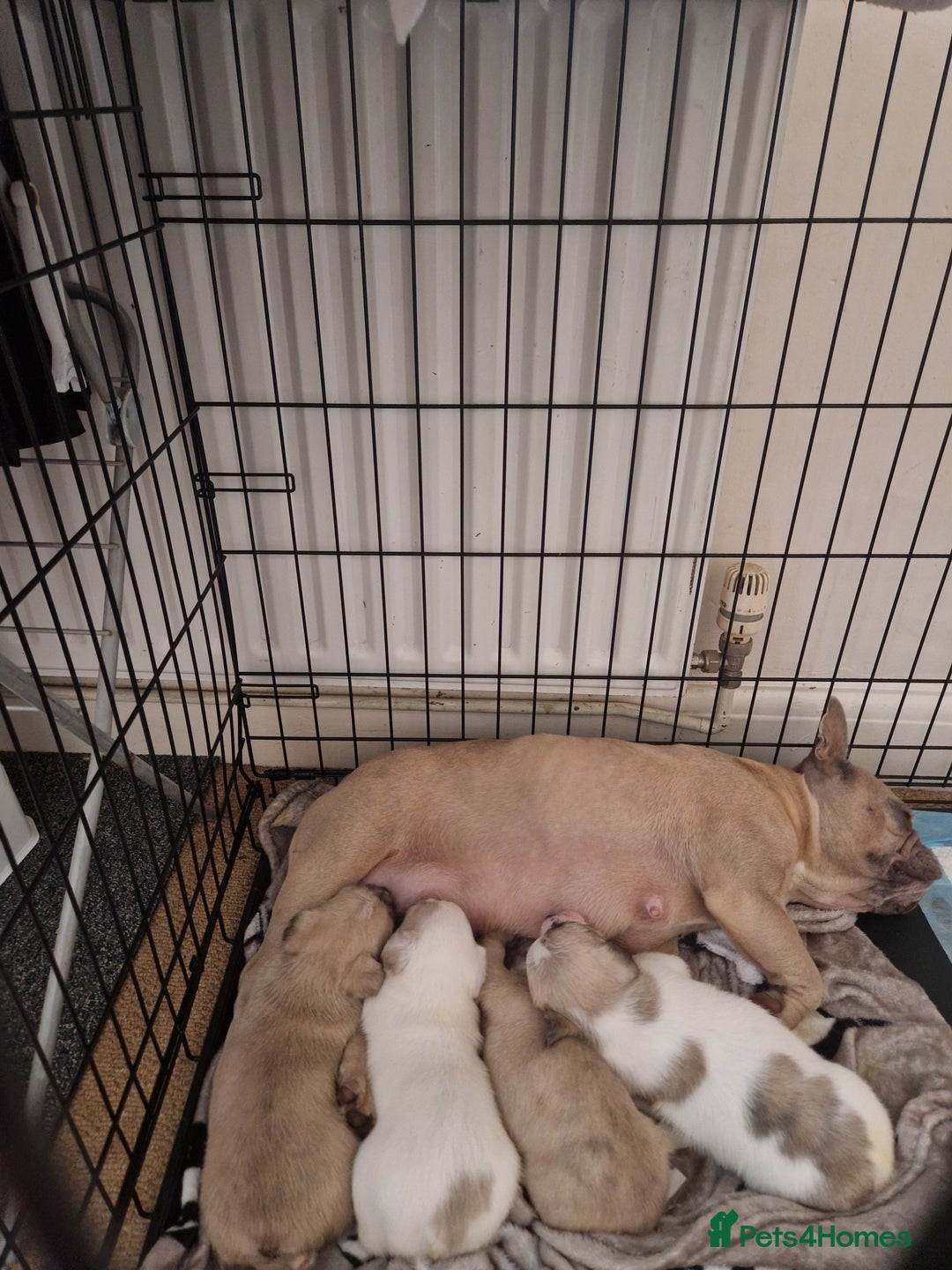 French Bulldog dogs for sale: Franch Bulldog - Image 2