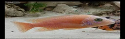 Cichlids fish for sale: African cichlids  - Advert 1