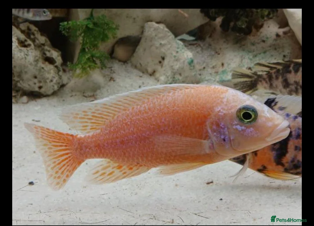 Cichlids fish for sale: African cichlids  - Advert 1