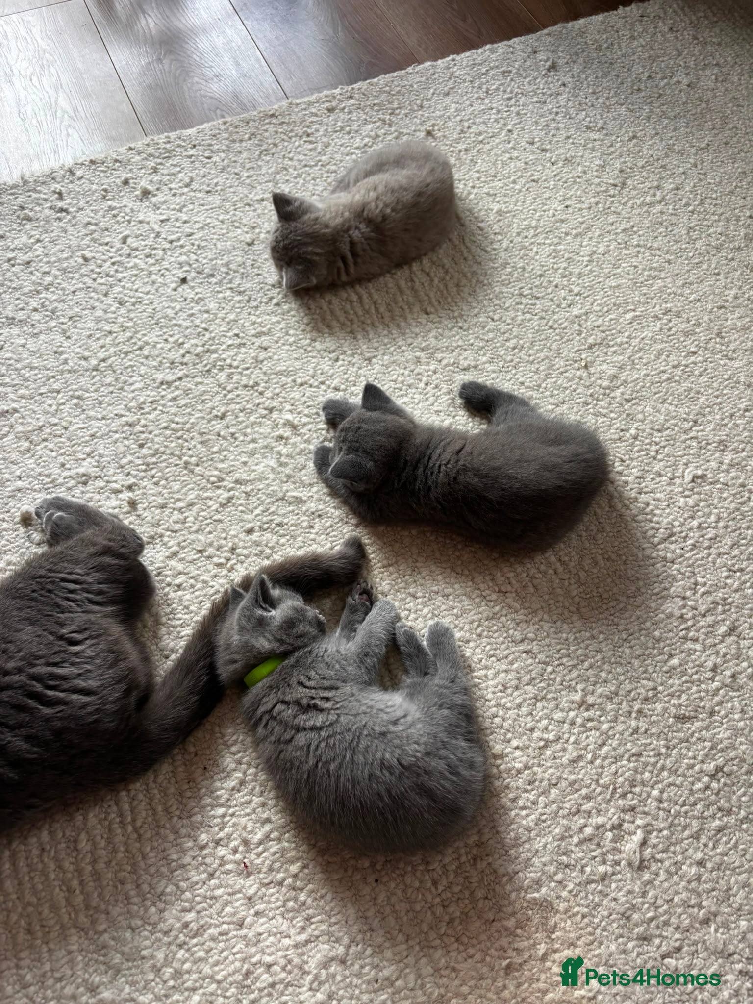 British Shorthair cats for sale: Gorgeous BSH female kittens for sale - Advert 3