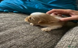 Shih Tzu dogs for sale: Amazing stunnin choc shihzu puppies ready to leave - Image 5