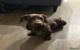 Dachshund dogs for sale: Gorgeous, playful dapple Dachshund for rehoming - Image 5