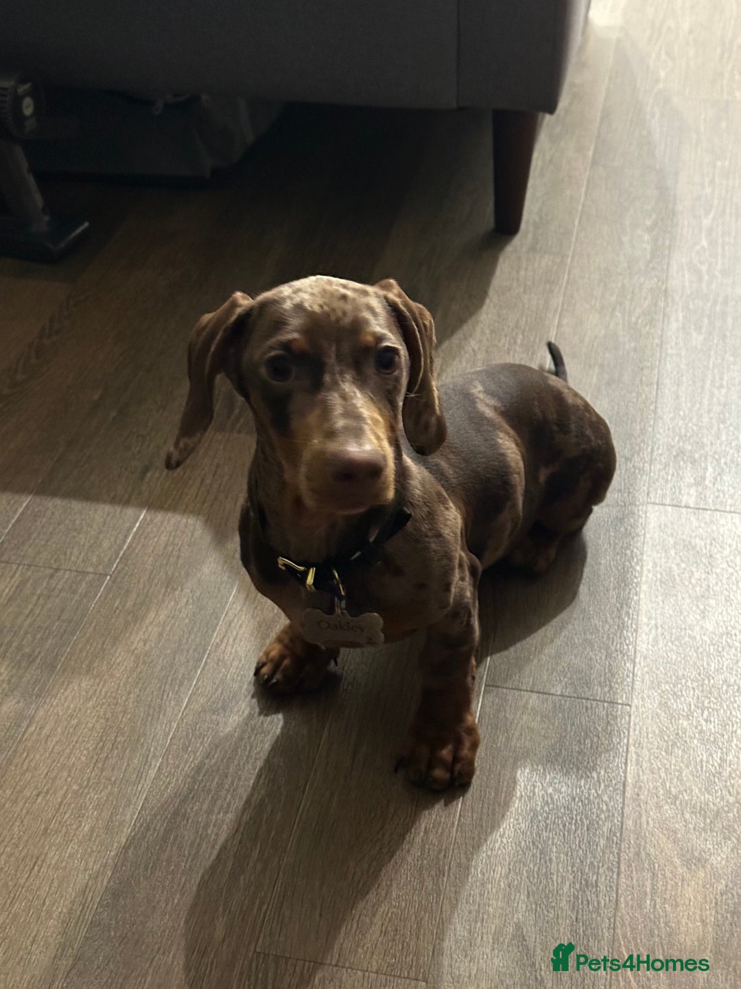 Dachshund dogs for sale: Gorgeous, playful dapple Dachshund for rehoming - Image 5