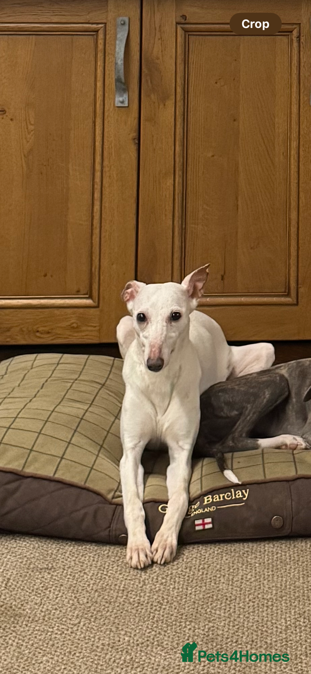 Mixed Breed dogs for sale: Beautiful Bedlington x whippet puppies  - Advert 7