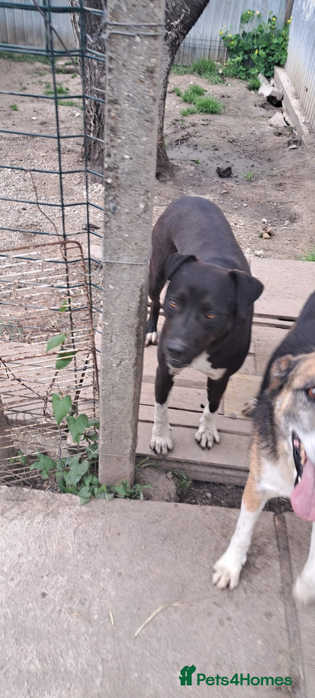 Mixed Breed dogs for adoption: LUCKY - a superb and gentle girl for a Loving Home - Image 12
