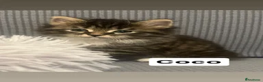 Domestic Shorthair Kitten 3